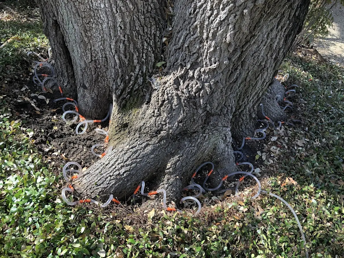 Detailed Tree Cabling and Bracing job site in Palmerton