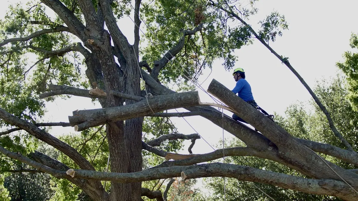 Professional Crown Thinning performed by certified arborists in Palmerton